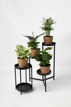 Mélange De 4 Plantes D’Intérieur Petit Budget En Panier Décoratif – Plante D’Intérieur