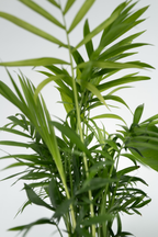 Mélange De 4 Plantes D’Intérieur Petit Budget En Panier Décoratif – Plante D’Intérieur
