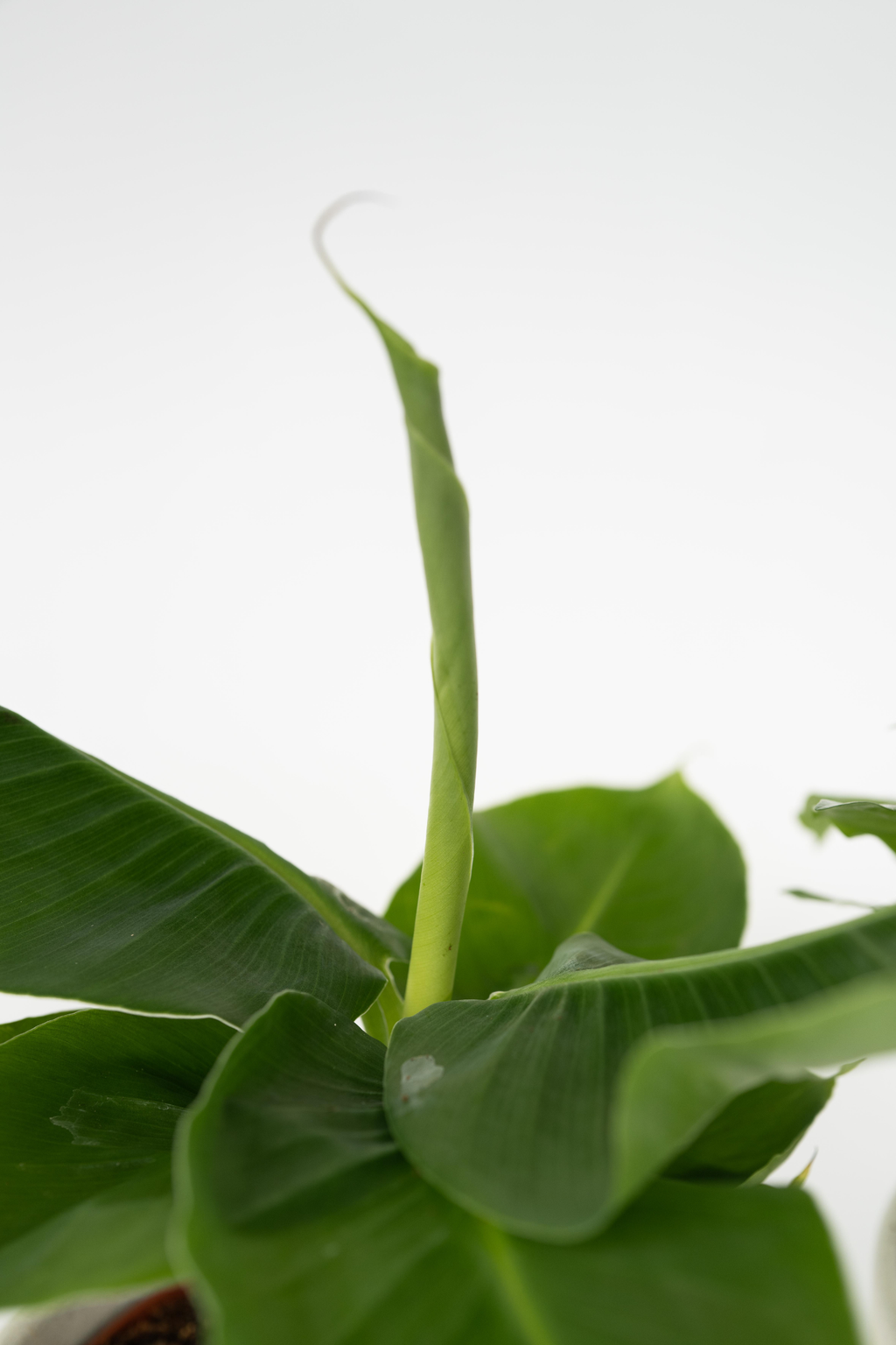 Mélange De 4 Plantes D’Intérieur Petit Budget En Panier Décoratif – Plante D’Intérieur