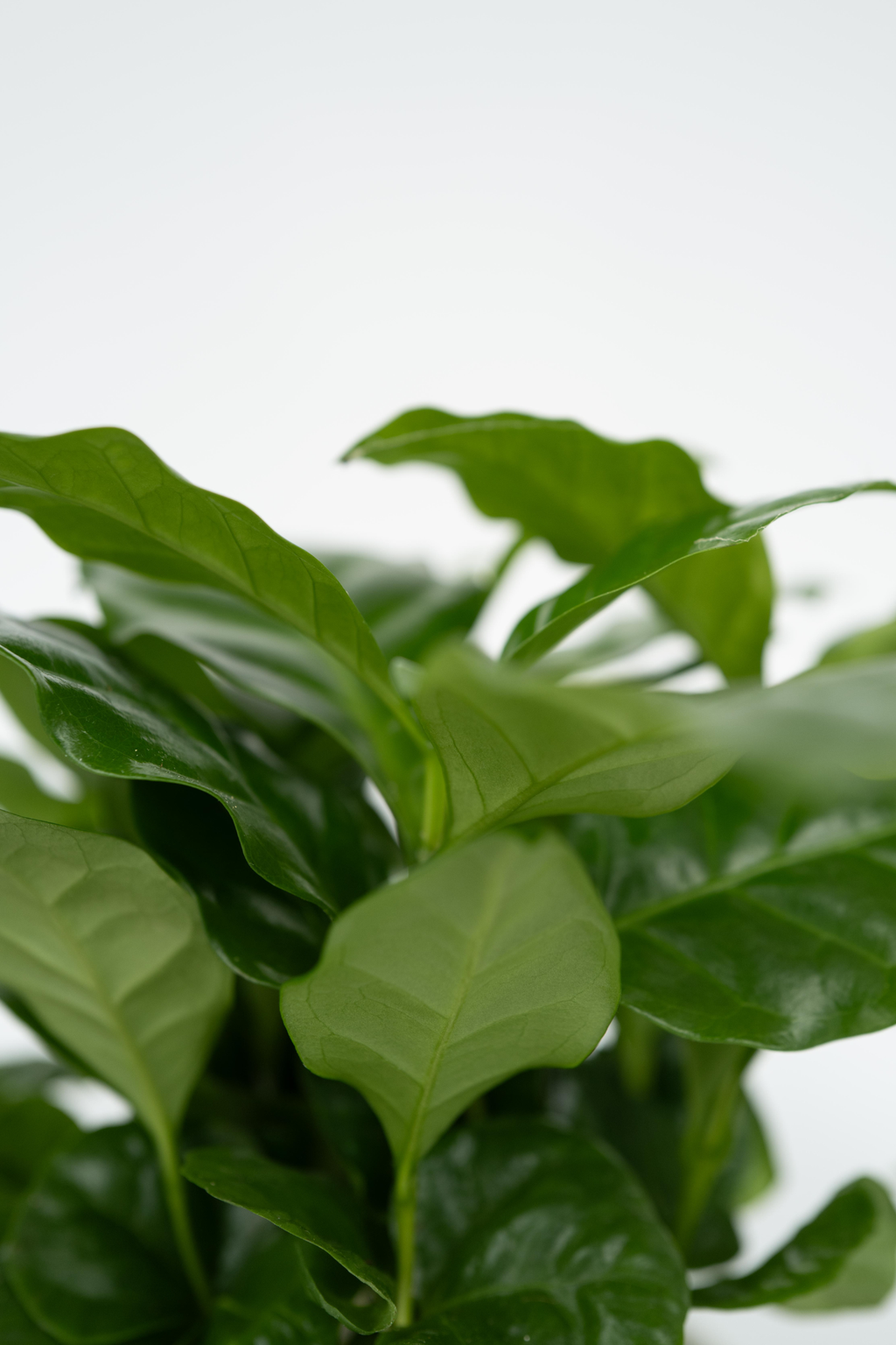 Mélange De 4 Plantes D’Intérieur Petit Budget En Panier Décoratif – Plante D’Intérieur
