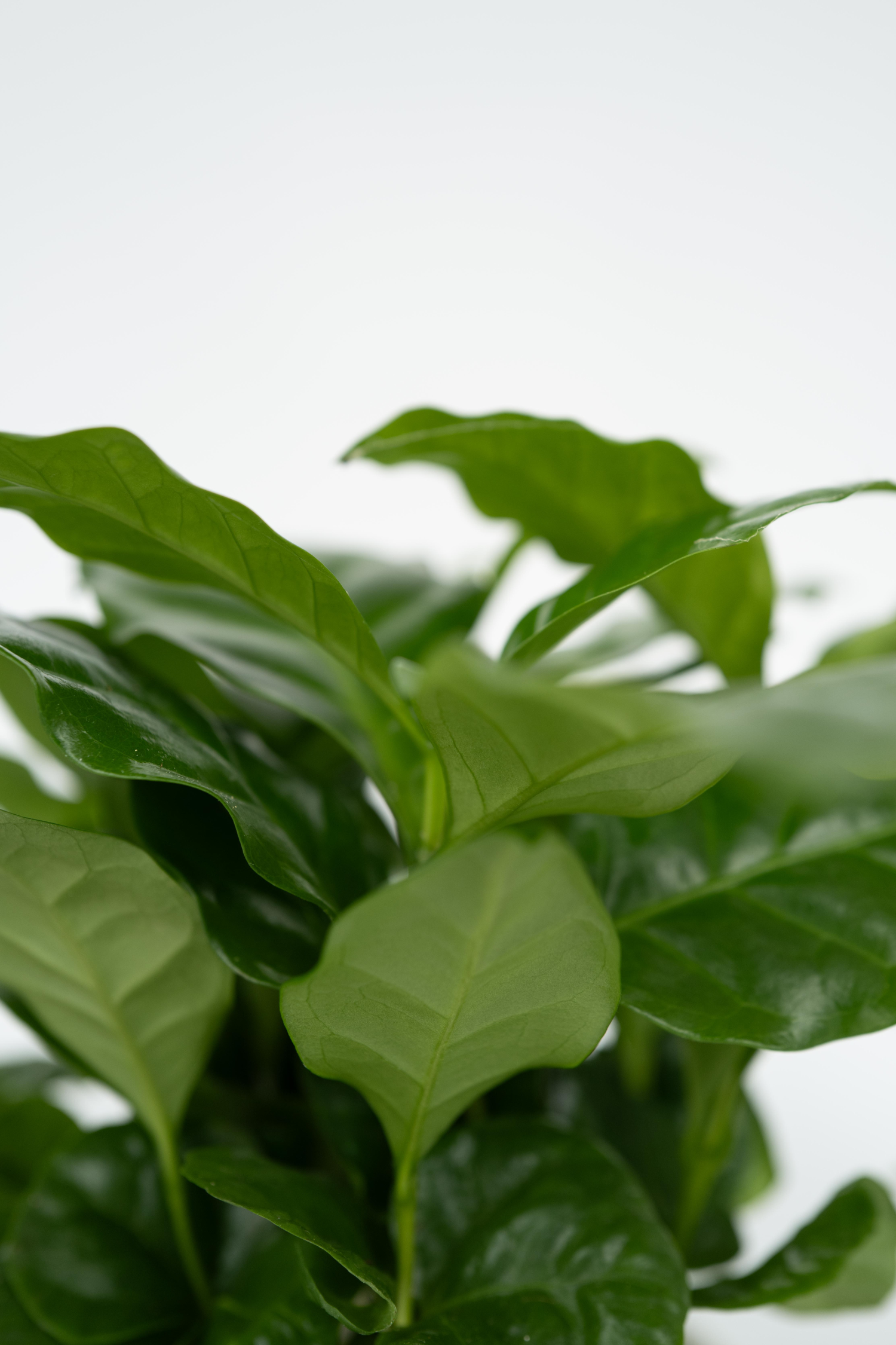 Mélange De 4 Plantes D’Intérieur Petit Budget En Panier Décoratif – Plante D’Intérieur