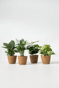 Mélange De 4 Plantes D’Intérieur Petit Budget En Panier Décoratif – Plante D’Intérieur