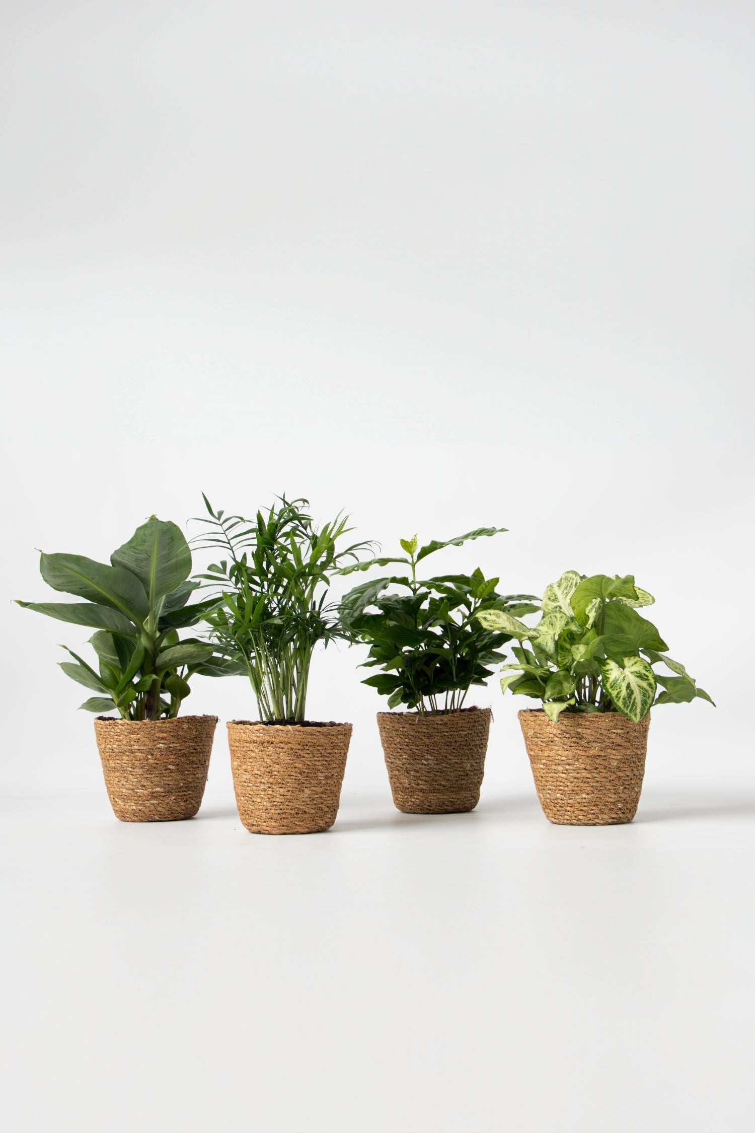 Mélange De 4 Plantes D’Intérieur Petit Budget En Panier Décoratif – Plante D’Intérieur
