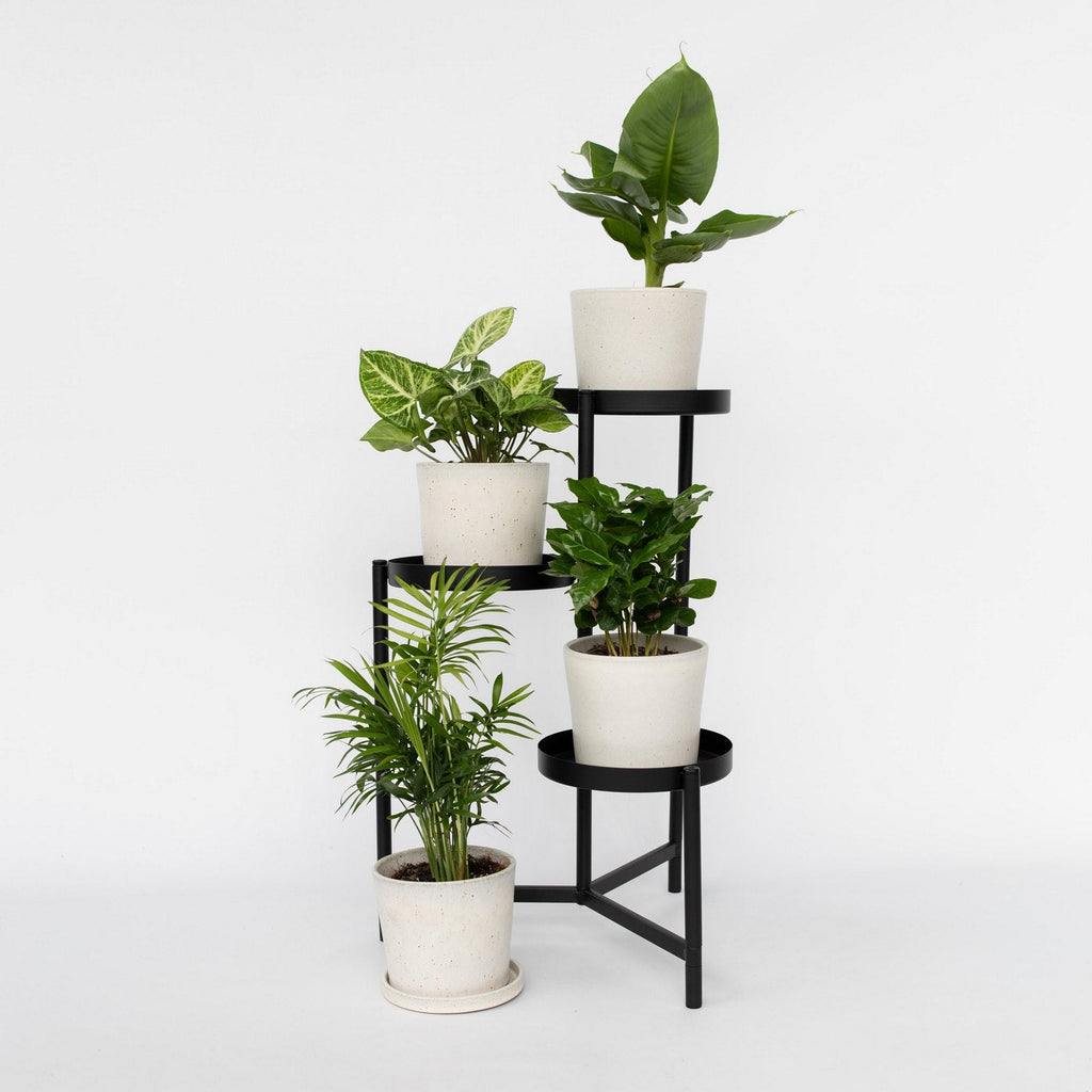 Lot De 4 Plantes Budget – Plante D'Intérieur
