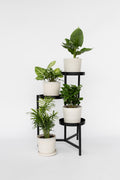 Mélange De 4 Plantes Petit Budget – Plante D’Intérieur
