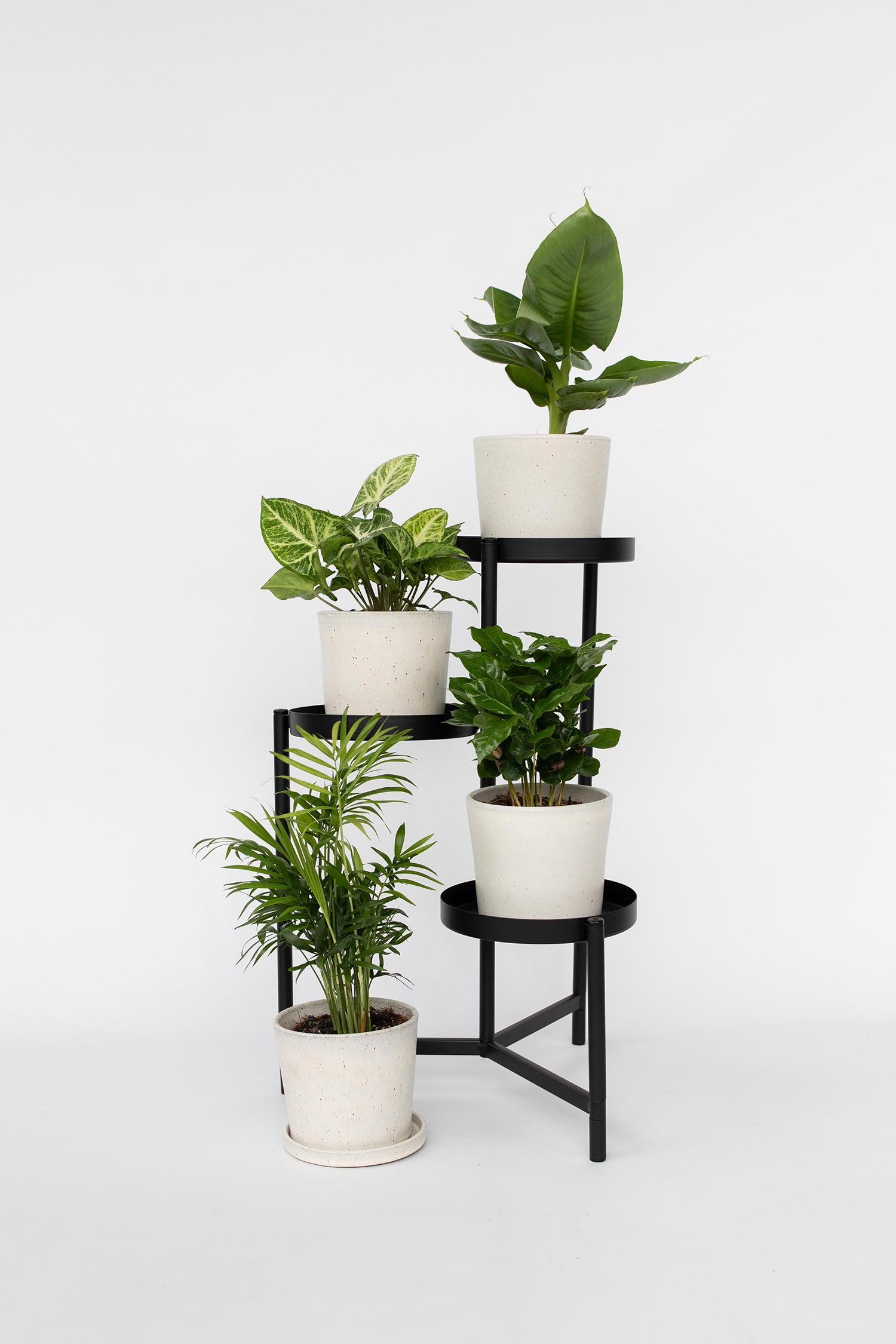 Mélange De 4 Plantes Petit Budget – Plante D’Intérieur
