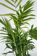 Mélange De 4 Plantes Petit Budget – Plante D’Intérieur