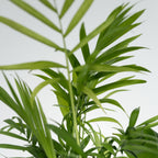 Lot De 4 Plantes Budget – Plante D'Intérieur