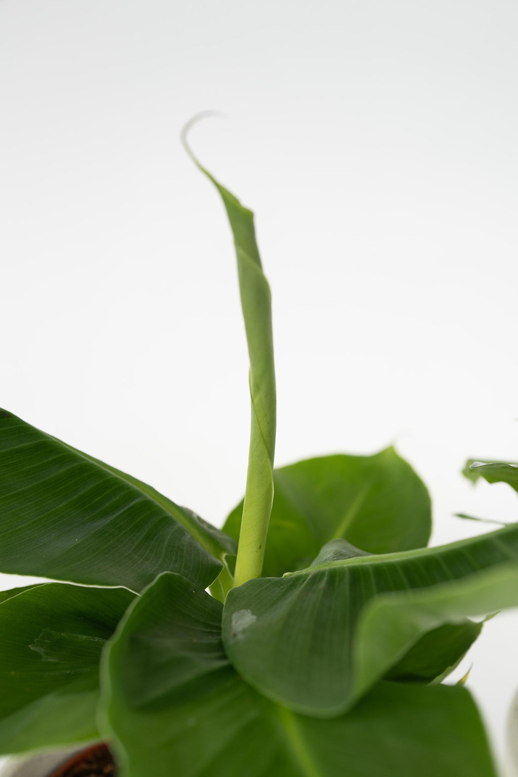 Mélange De 4 Plantes Petit Budget – Plante D’Intérieur