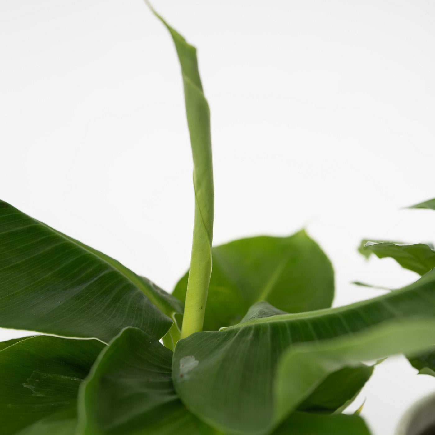 Lot De 4 Plantes Budget – Plante D'Intérieur