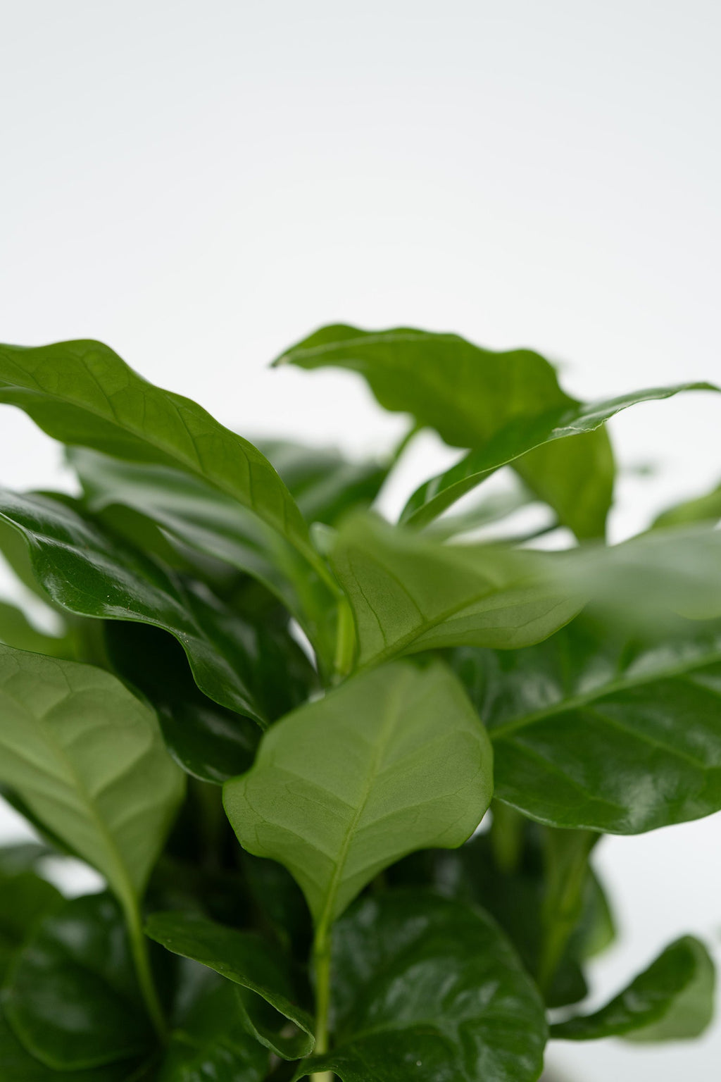 Mélange De 4 Plantes Petit Budget – Plante D’Intérieur