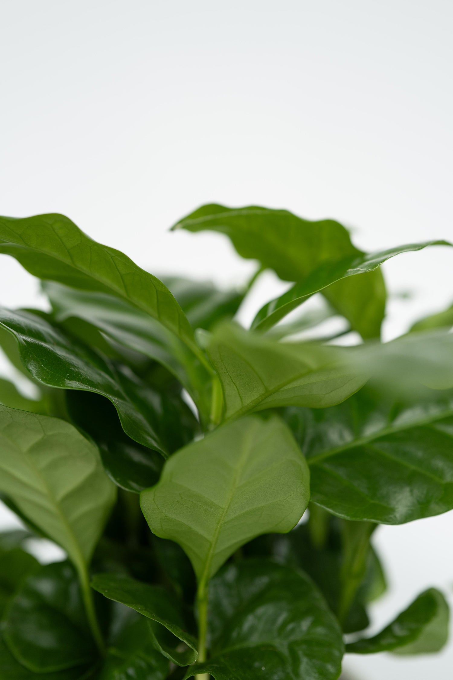 Mélange De 4 Plantes Petit Budget – Plante D’Intérieur