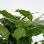 Lot De 4 Plantes Budget – Plante D'Intérieur