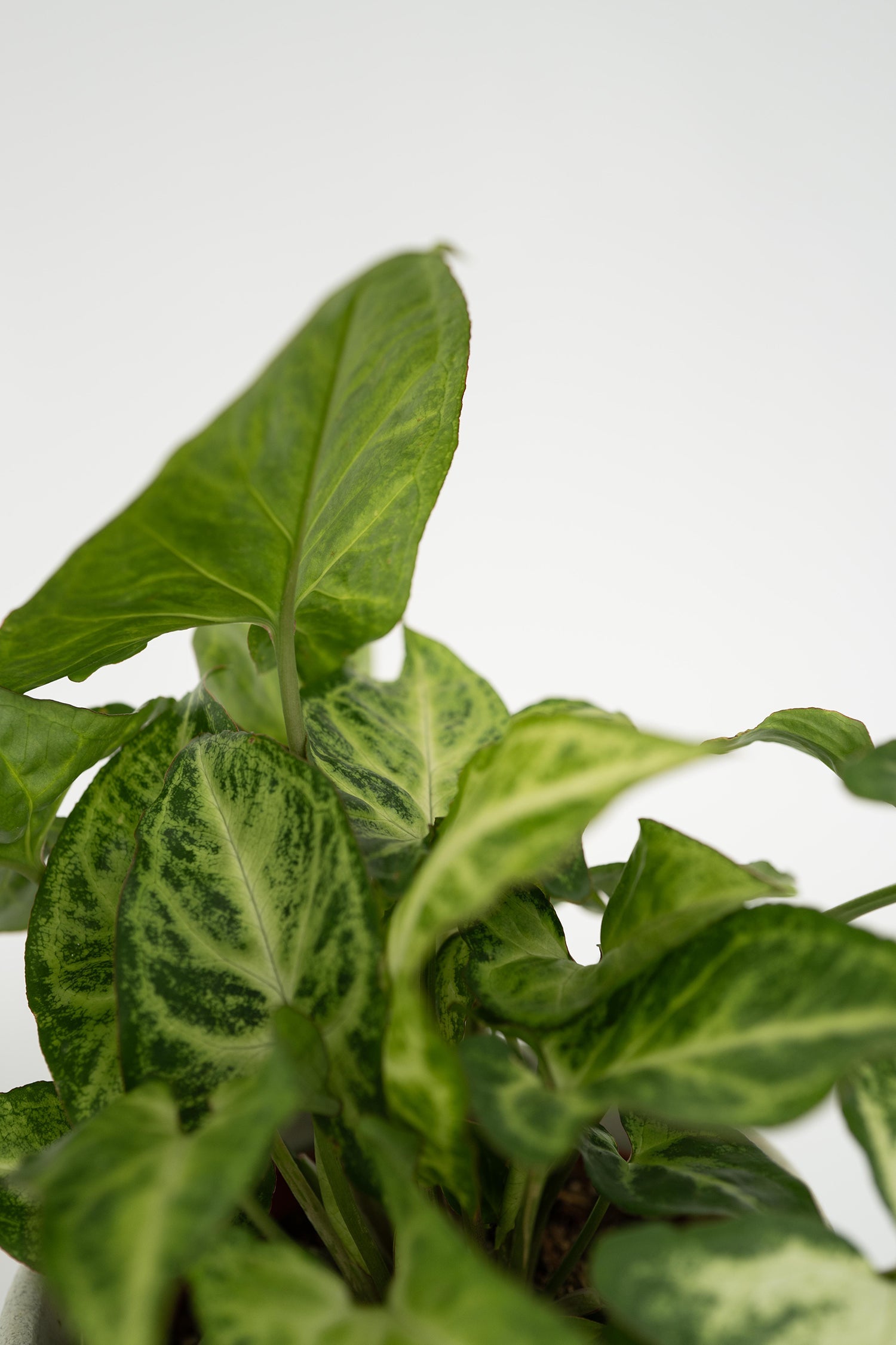 Mélange De 4 Plantes Petit Budget – Plante D’Intérieur