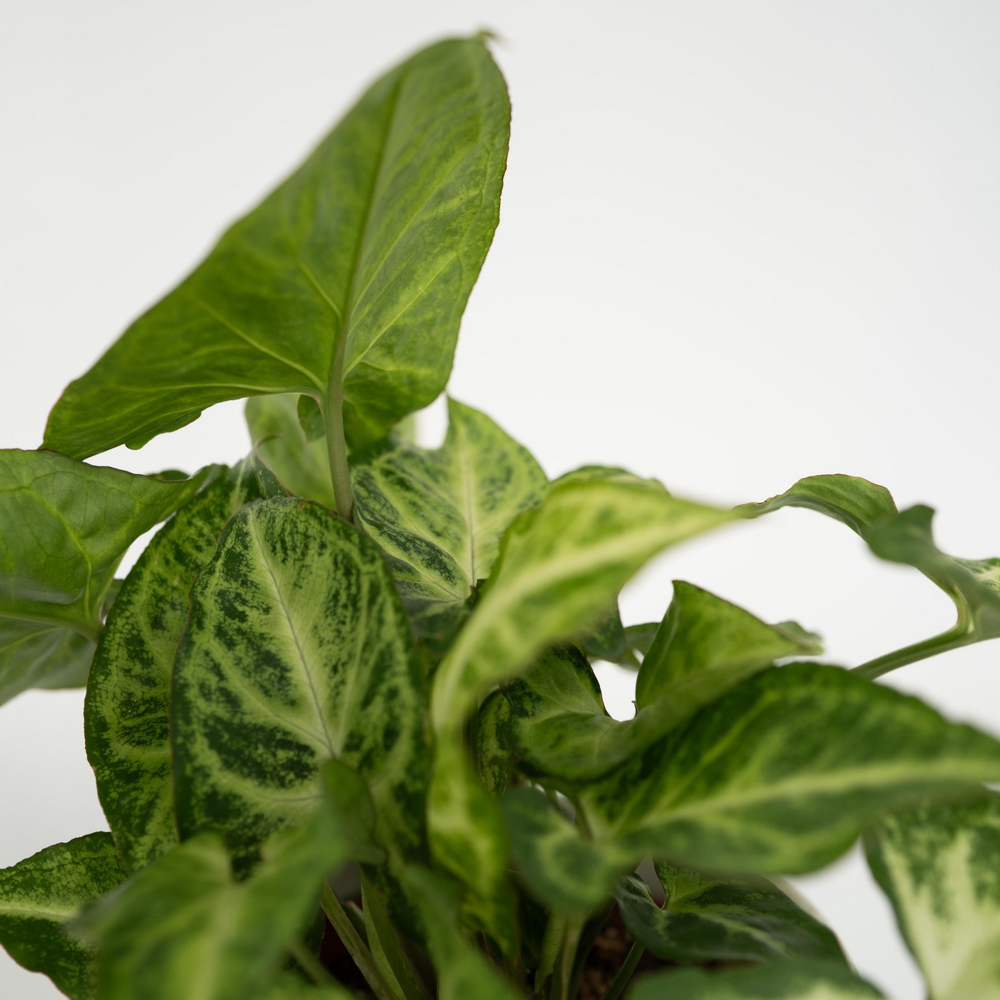 Lot De 4 Plantes Budget – Plante D'Intérieur
