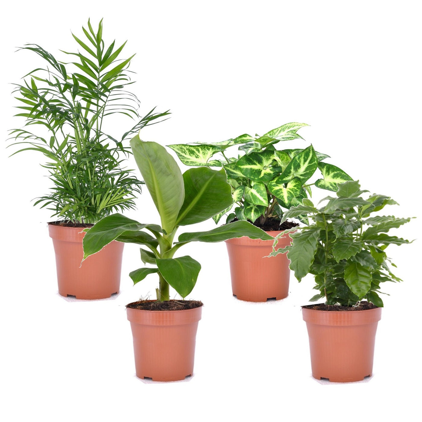 Lot De 4 Plantes Budget – Plante D'Intérieur