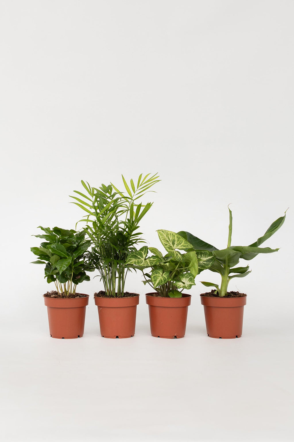 Mélange De 4 Plantes Petit Budget – Plante D’Intérieur