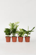 Mélange De 4 Plantes Petit Budget – Plante D’Intérieur