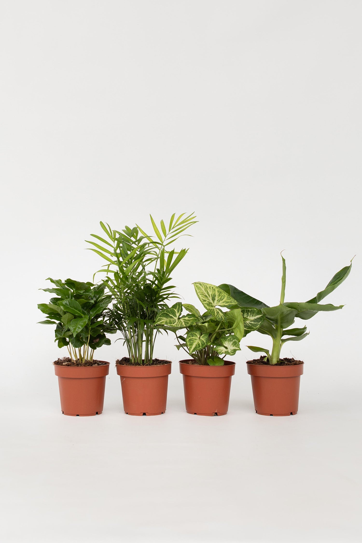 Mélange De 4 Plantes Petit Budget – Plante D’Intérieur
