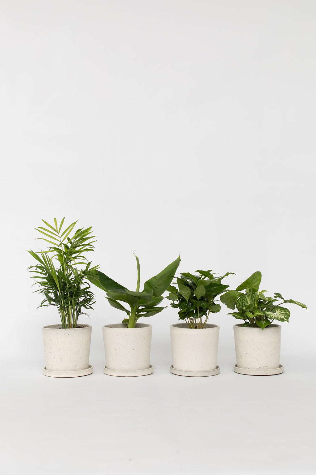 Mélange De 4 Plantes Petit Budget – Plante D’Intérieur