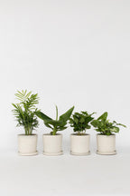 Mélange De 4 Plantes Petit Budget – Plante D’Intérieur