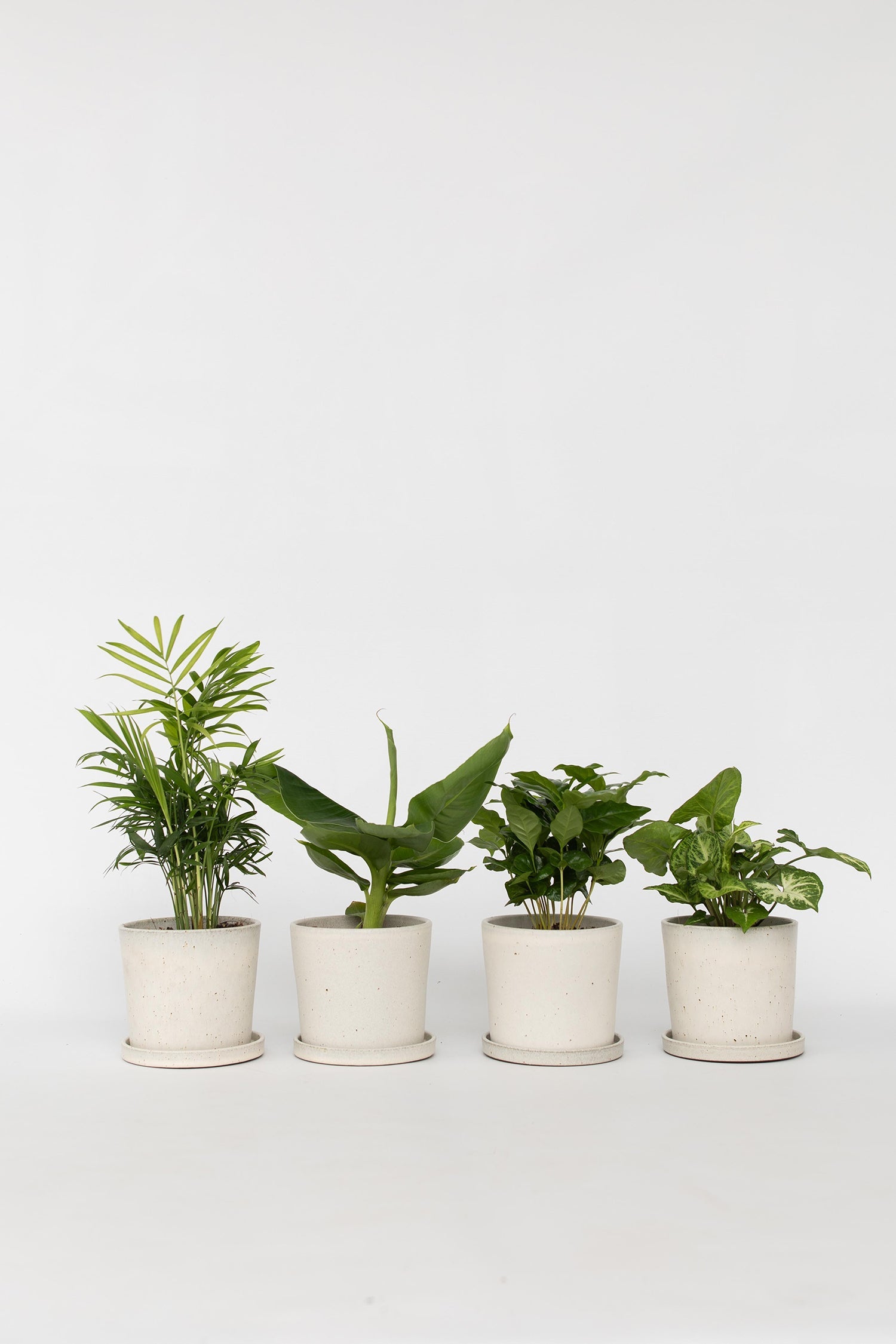 Mélange De 4 Plantes Petit Budget – Plante D’Intérieur