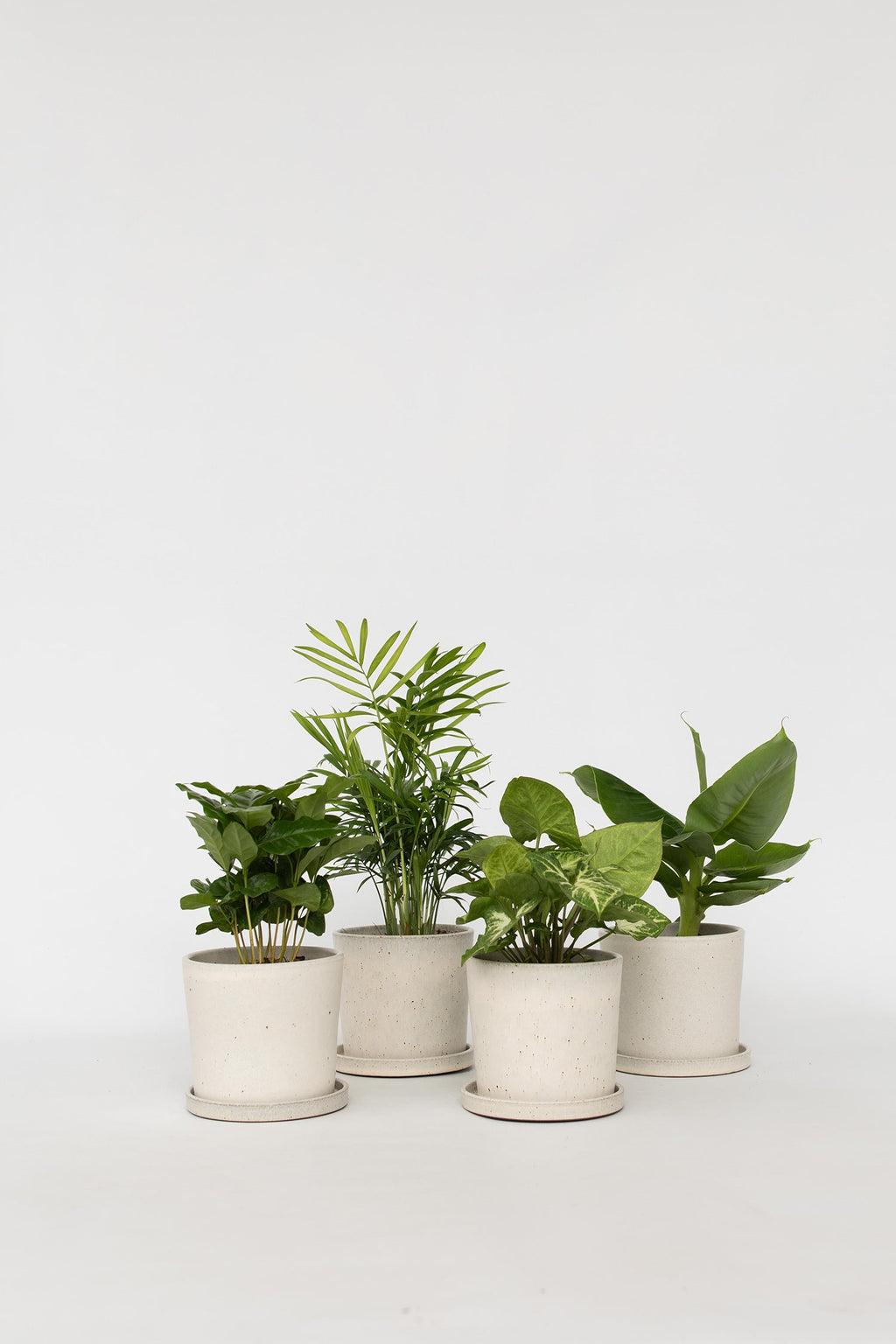 Mélange De 4 Plantes Petit Budget – Plante D’Intérieur