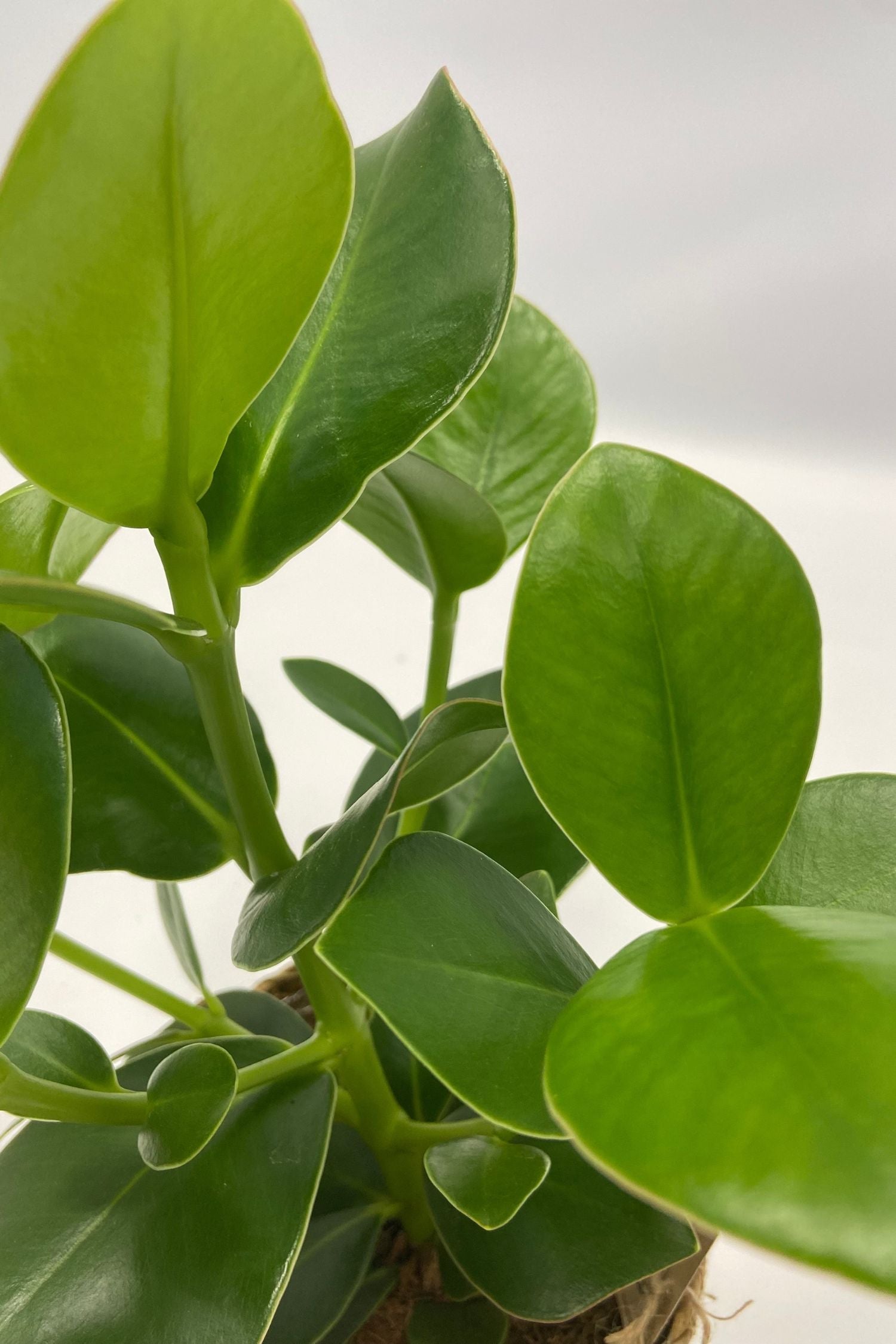 Mélange De 5 Plantes Dépolluantes Avec Panier – Plante D’Intérieur
