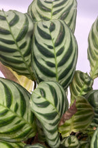 Mélange De 5 Plantes Dépolluantes Avec Panier – Plante D’Intérieur