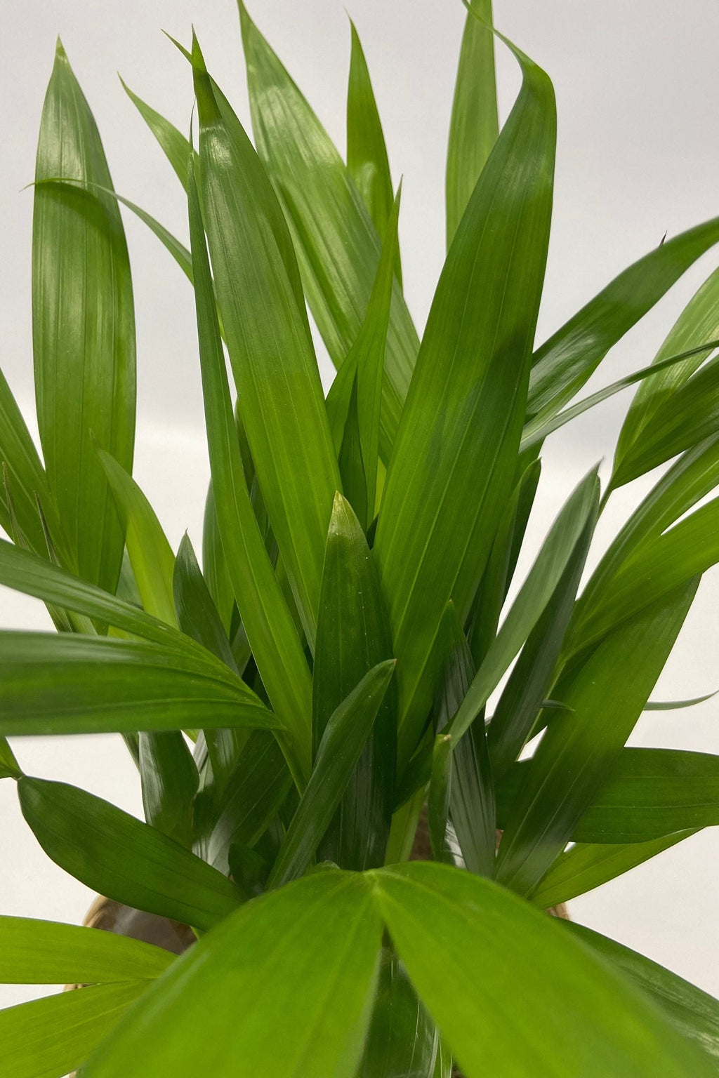 Mélange De 5 Plantes Dépolluantes Avec Panier – Plante D’Intérieur