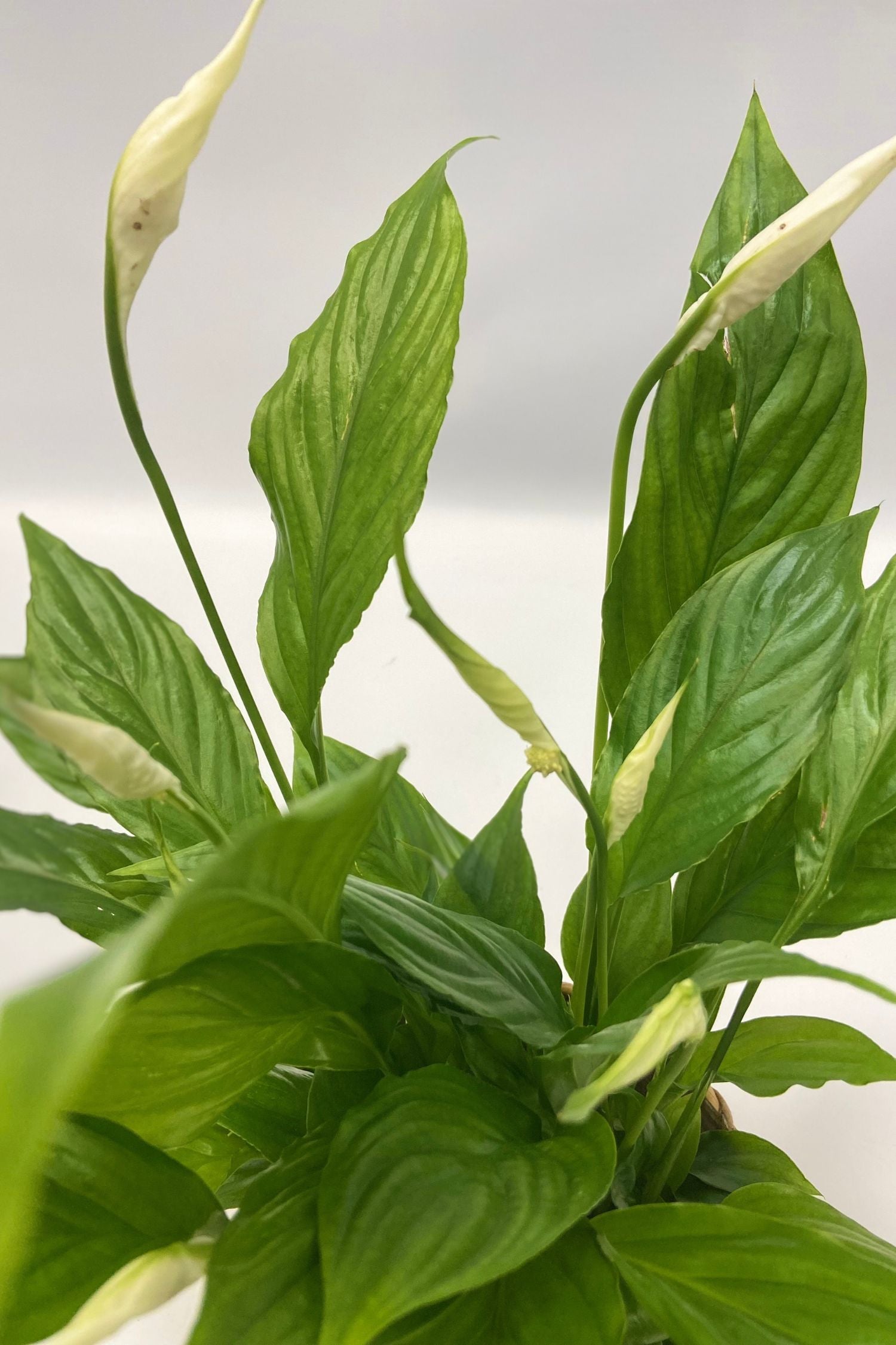 Mélange De 5 Plantes Dépolluantes Avec Panier – Plante D’Intérieur