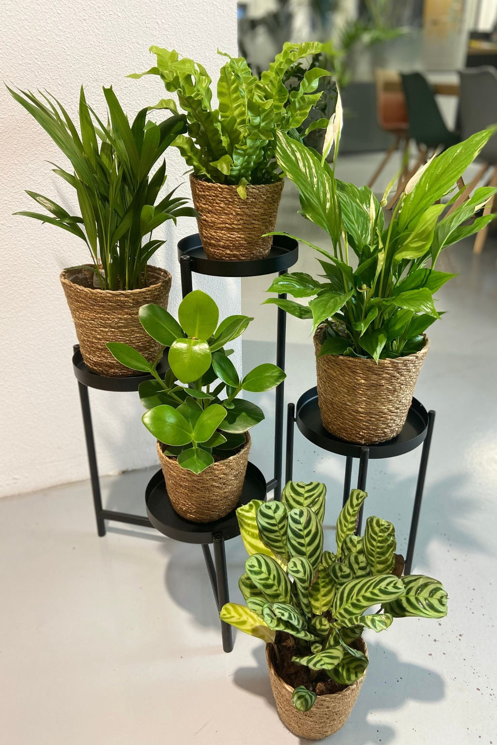 Mélange De 5 Plantes Dépolluantes Avec Panier – Plante D’Intérieur