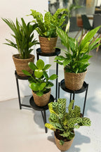 Mélange De 5 Plantes Dépolluantes Avec Panier – Plante D’Intérieur