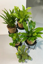 Mélange De 5 Plantes Dépolluantes Avec Panier – Plante D’Intérieur