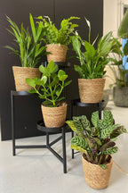 Mélange De 5 Plantes Dépolluantes Avec Panier – Plante D’Intérieur