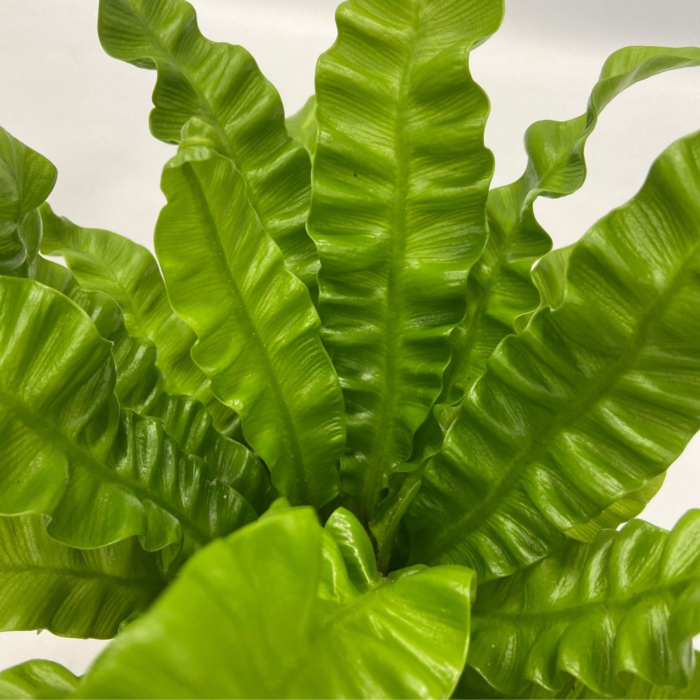 Lot De 5 Plantes Purificatrices D'Air – Plante D'Intérieur