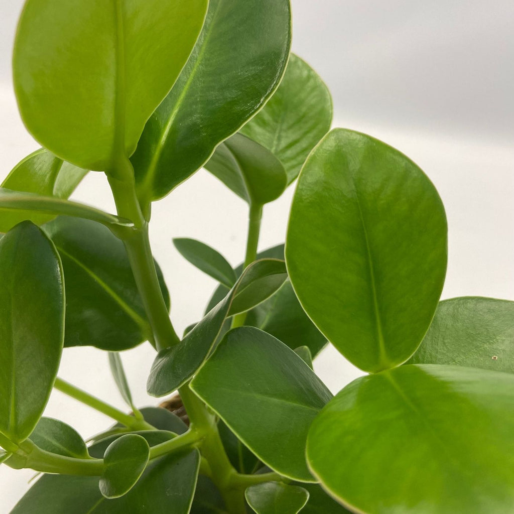 Lot De 5 Plantes Purificatrices D'Air – Plante D'Intérieur