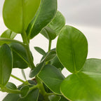 Lot De 5 Plantes Purificatrices D'Air – Plante D'Intérieur