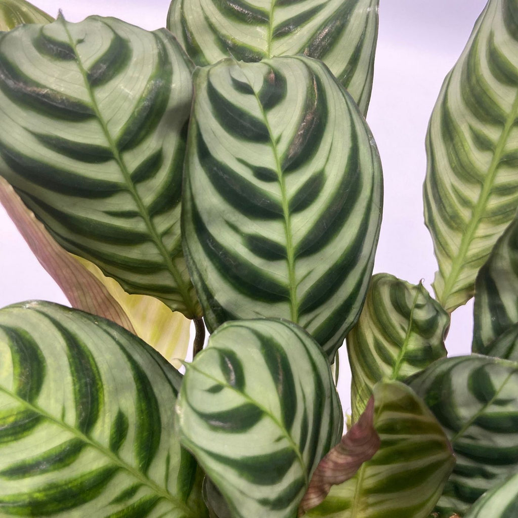 Lot De 5 Plantes Purificatrices D'Air – Plante D'Intérieur