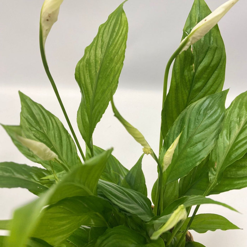 Lot De 5 Plantes Purificatrices D'Air – Plante D'Intérieur