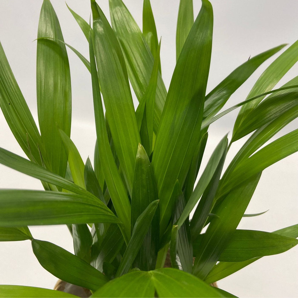 Lot De 5 Plantes Purificatrices D'Air – Plante D'Intérieur