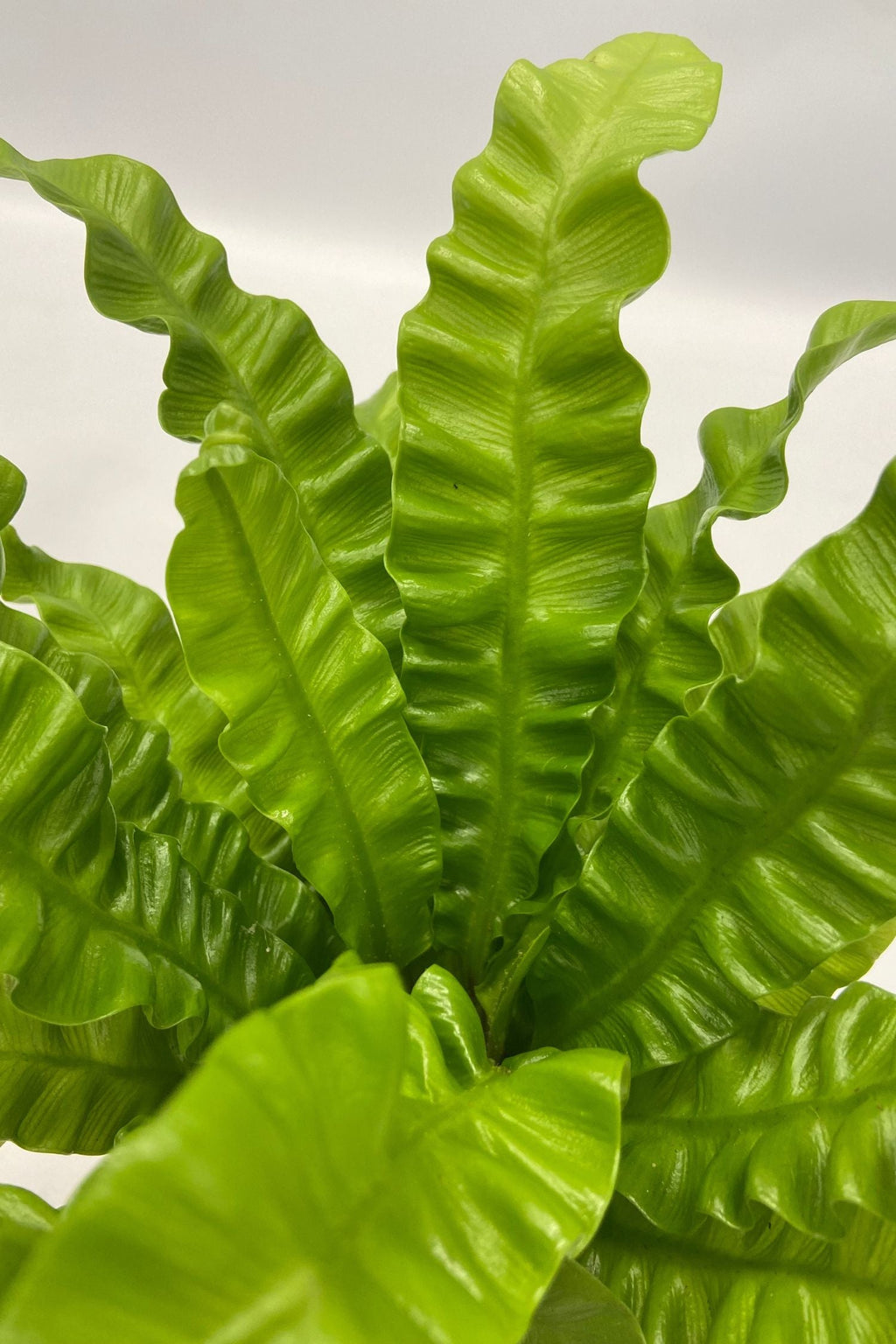 Mélange De 5 Plantes Dépolluantes Avec Panier – Plante D’Intérieur