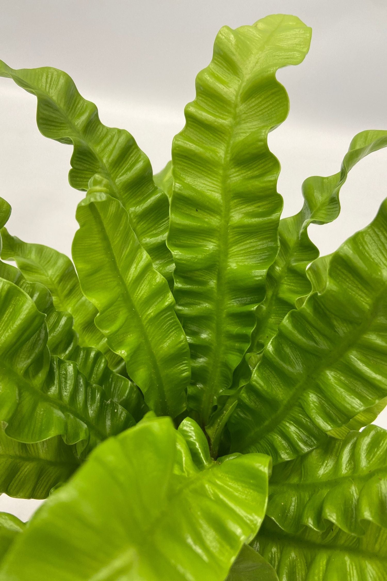 Mélange De 5 Plantes Dépolluantes Avec Panier – Plante D’Intérieur