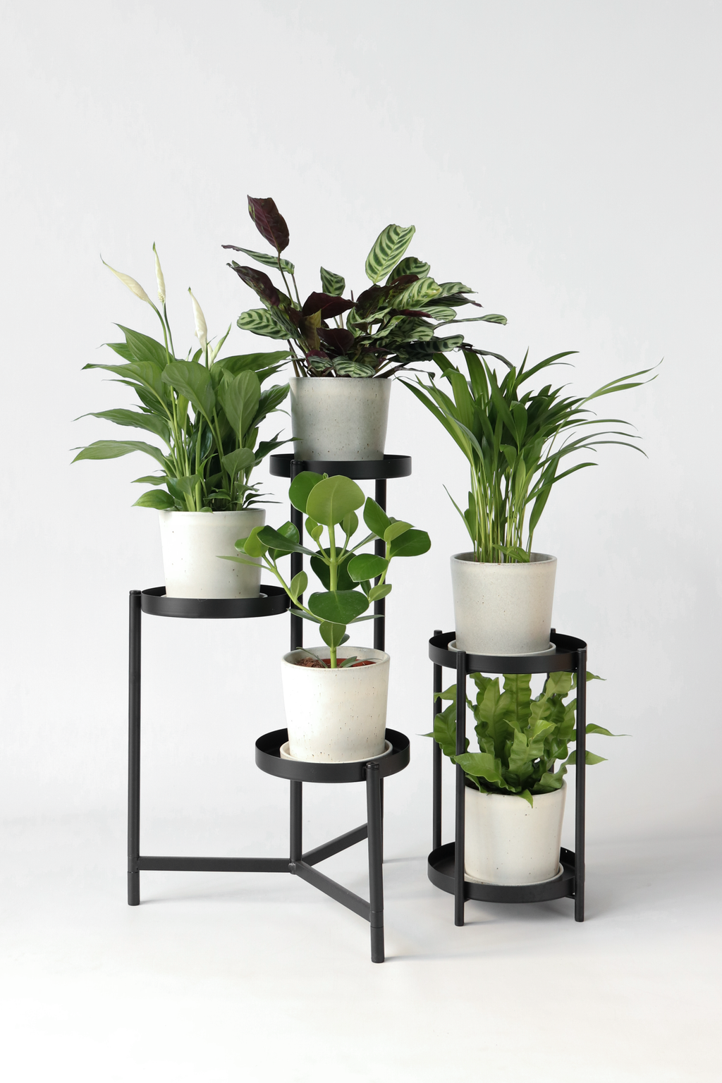 Mélange De 5 Plantes Dépolluantes – Plante D’Intérieur