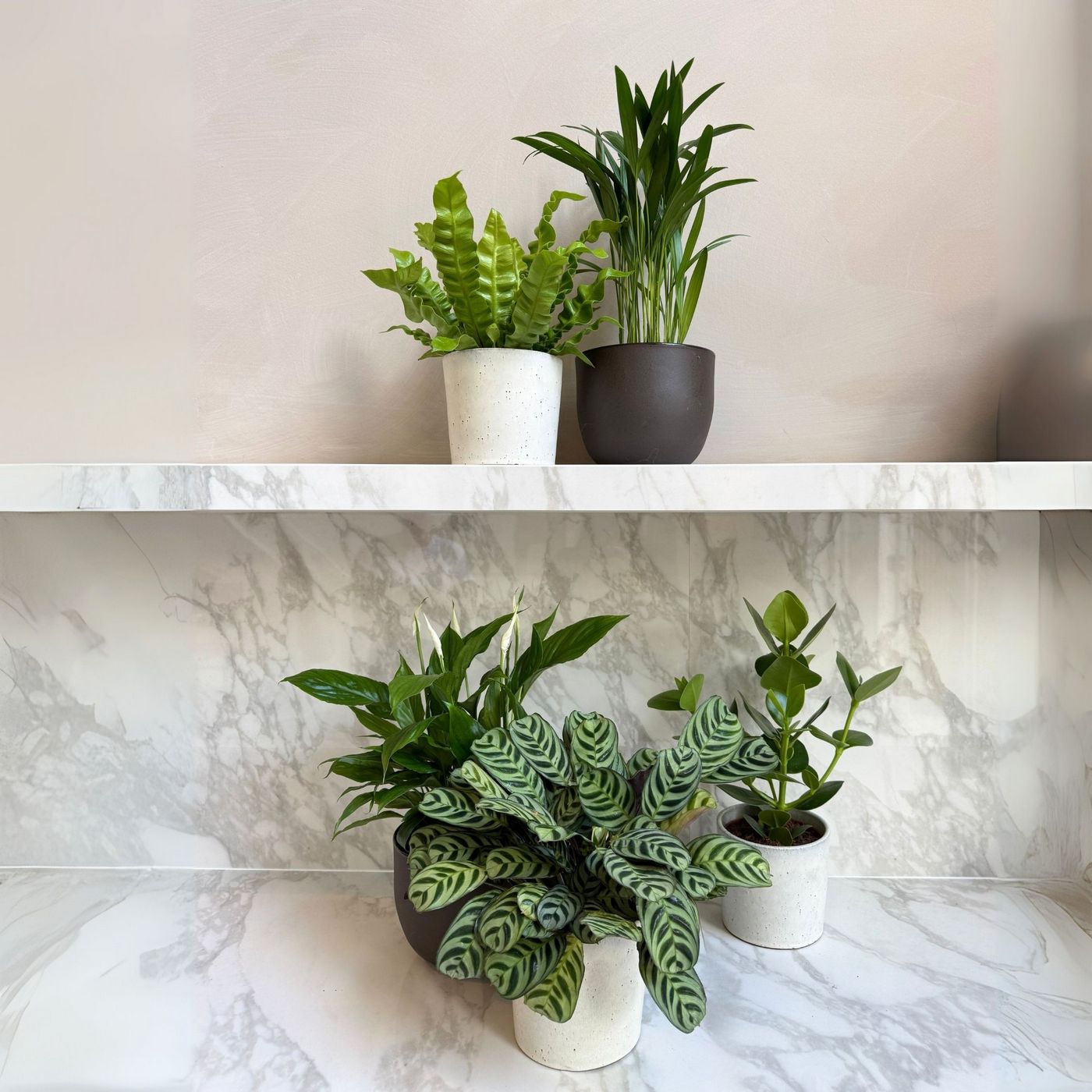 Lot De 5 Plantes Purificatrices D'Air – Plante D'Intérieur
