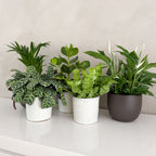 Lot De 5 Plantes Purificatrices D'Air – Plante D'Intérieur