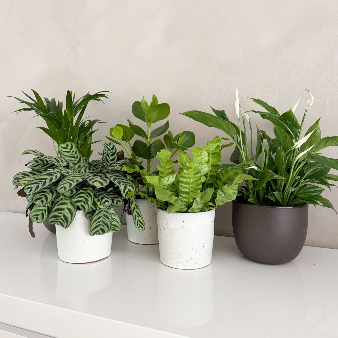 Lot De 5 Plantes Purificatrices D'Air – Plante D'Intérieur
