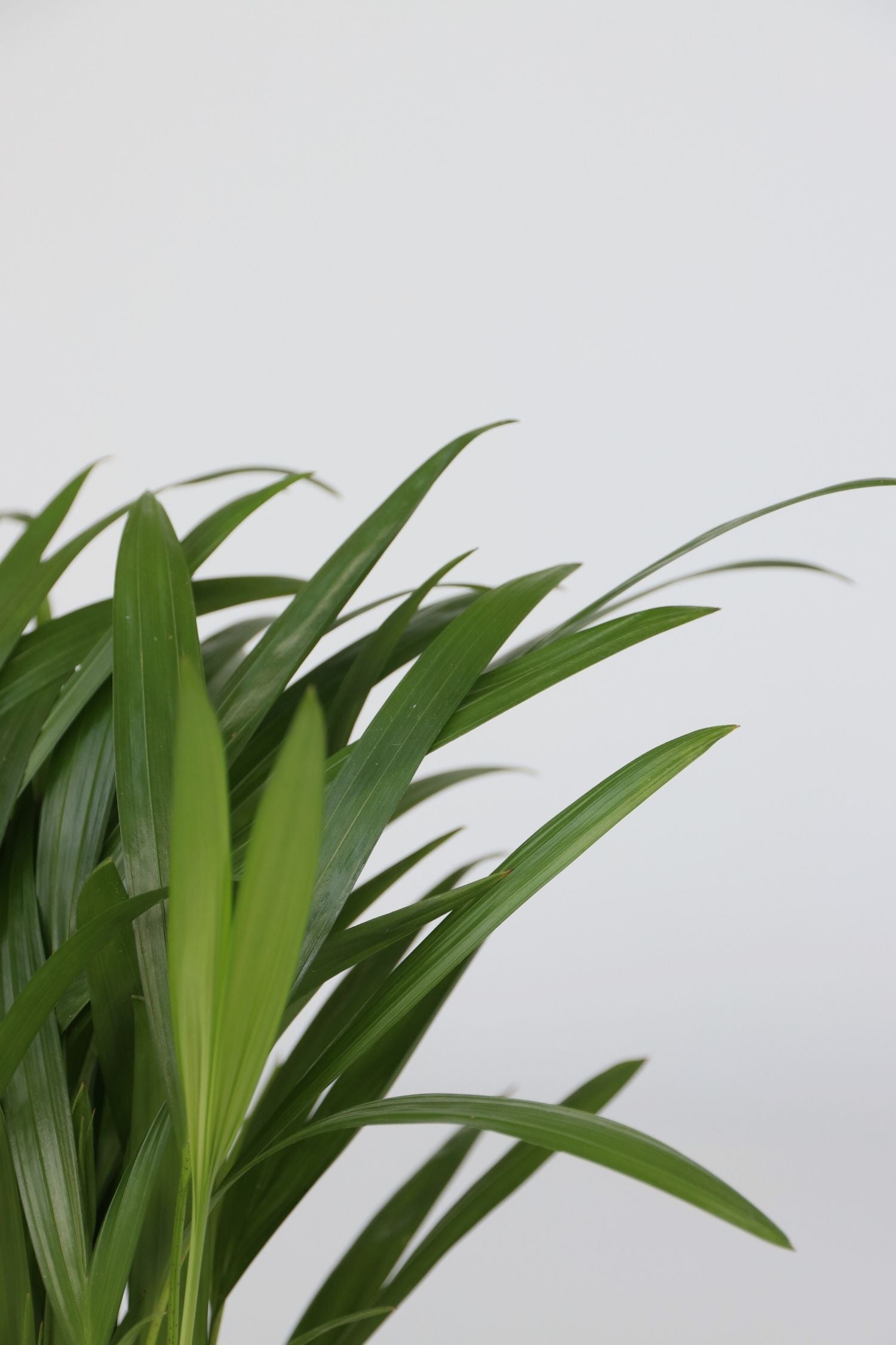 Mélange De 5 Plantes Dépolluantes – Plante D’Intérieur