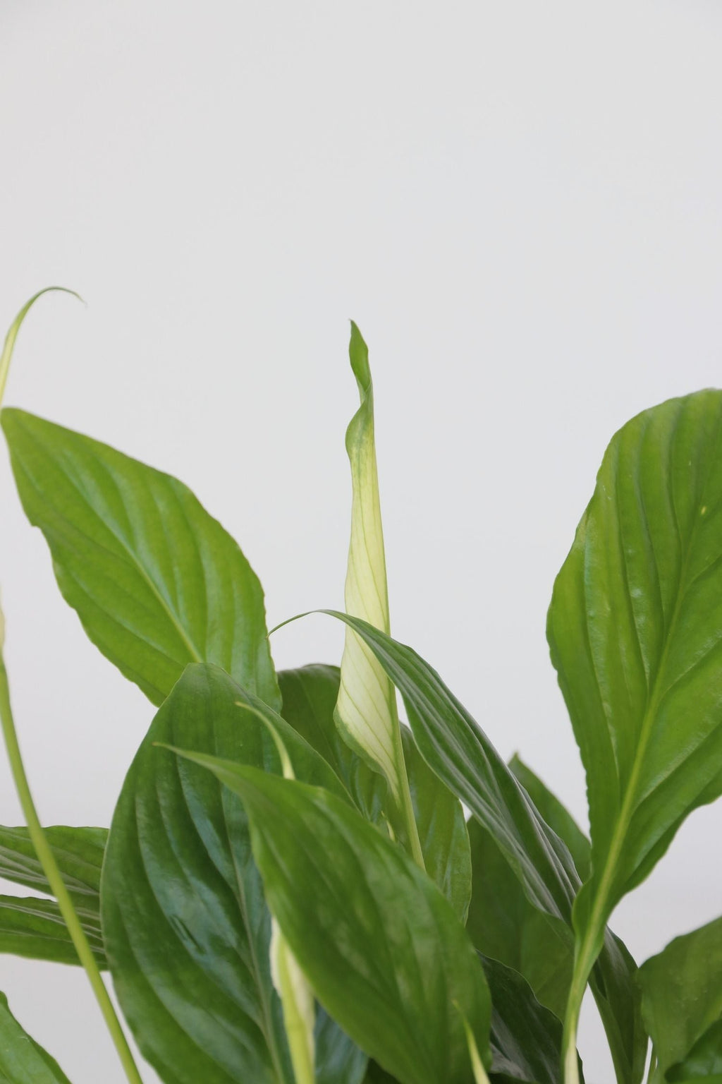 Mélange De 5 Plantes Dépolluantes – Plante D’Intérieur