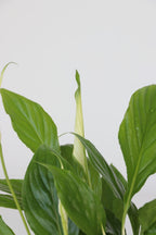 Mélange De 5 Plantes Dépolluantes – Plante D’Intérieur